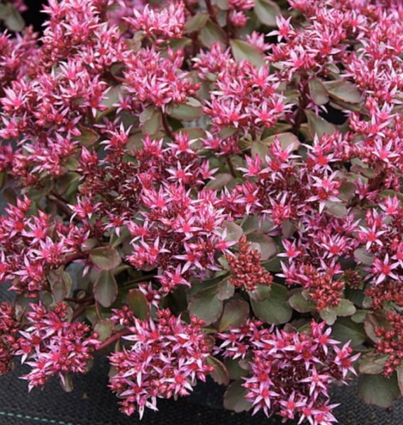 Sedum spurium 'Fuldaglut' Roomav kukehari